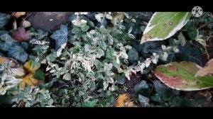 МОЯ КОЛЛЕКЦИЯ БЕРЕСКЛЕТОВ!!!14 СОРТОВ!ПОЧВОПОКРОВНЫЕ"ЭМЕРАЛЬД ГАЕТИ","ЭМЕРАЛЬД ГОЛД",БЕРЕСКЛЕТ"БРАВ