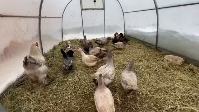 Закупились КОРМАМИ для животных и птиц | Начинаем сезон Инкубации 2023 | Деревенские будни смотреть онлайн