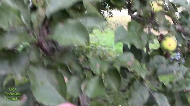 ЯБЛОКИ В ЭТОМ ГОДУ С НЕОБЫЧНЫМ ОКРАСОМ//МОЯ ЛЮБИМАЯ УСАДЬБА смотреть онлайн