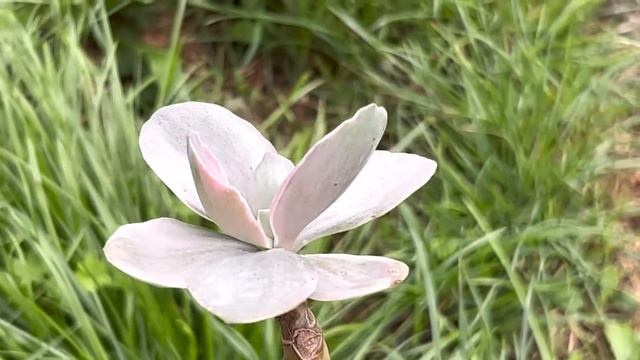 Echeveria Gibbiflora Decora смотреть онлайн