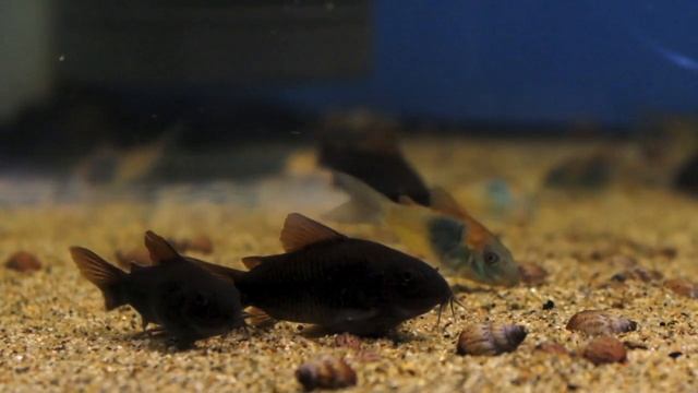 Corydoras sp. "Black Venezuela" смотреть онлайн