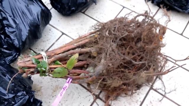 Распаковка посылки с саженцами малины СОКОЛИЦА. ТАДМОР. КОРПИКО. БРАЙС смотреть онлайн