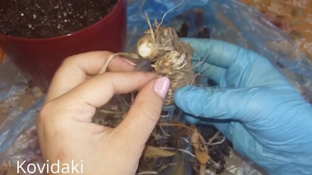 Отправляем Каллу Зантедеския зимовать смотреть онлайн