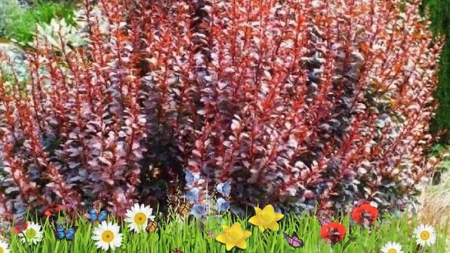 Барбарис тунберга Дартс Ред Леди ? Обзор: посадка и уход. саженцы барбариса: описание и особенности смотреть онлайн