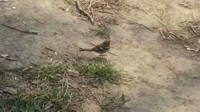 Shrike bird / Птичка сорокопут смотреть онлайн