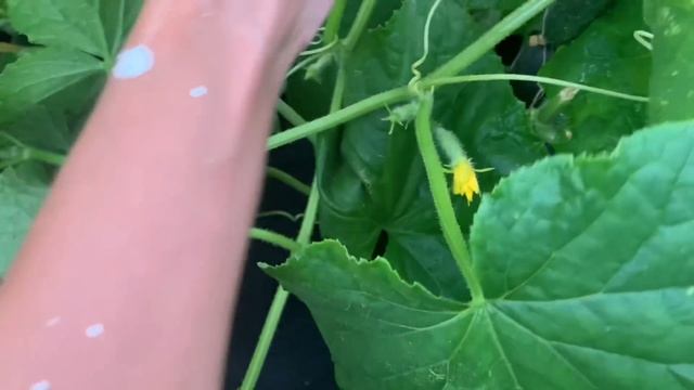 РЕМОНТ ДАЧНОГО ДОМИКА СВОИМИ РУКАМИ/ПОКРАСИЛИ СТЕНЫ/Я В ШОКЕ ОТ ЦВЕТА КРАСКИ/ТАКОГО Я НЕ ОЖИДАЛА… смотреть онлайн