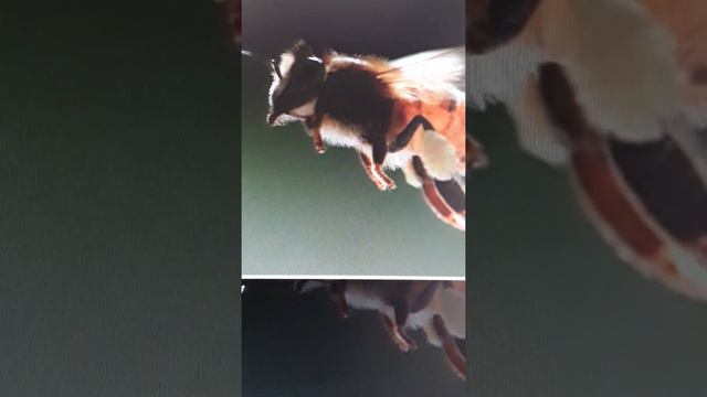 Животные в разных случаях