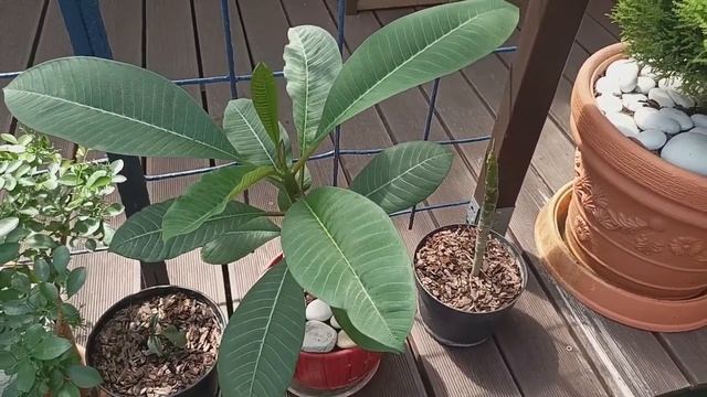 Плюмерия год спустя. Ура зацвела.