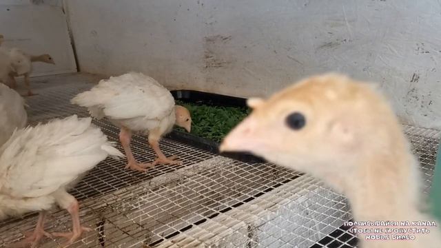 Индюшатам 3 недели:условия содержания и рацион // "Мое Подворье" смотреть онлайн