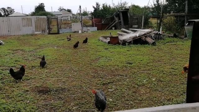 Жизнь в деревне. Сын приехал. Убрала весь огород смотреть онлайн