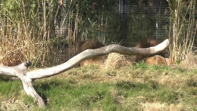 3 x Male Lions fighting at Melbourne Zoo смотреть онлайн