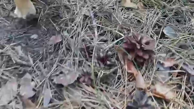 Поляна сказочных белых грибов. Но всего на одно место такое попал. смотреть онлайн