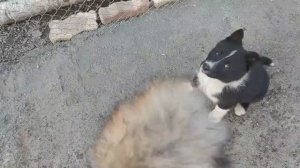 Русско-европейская лайка. Приучаю малышку Кюну к зверю. Один из вольеров готов.