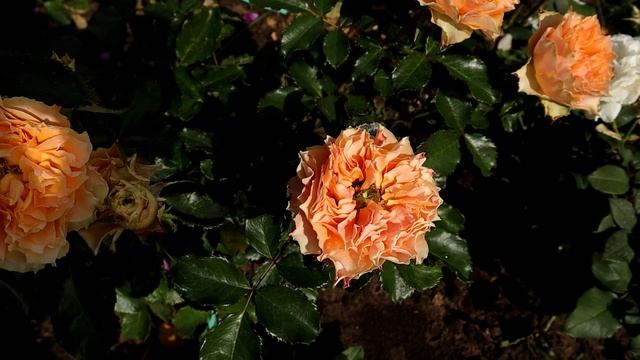 Необычные бутоны, притягивающие к себе завистливые взгляды соседей! Роза Копперфильд. смотреть онлайн