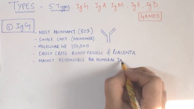 Immunoglobulins Structure and Function /Antibody Structure Types and Function смотреть онлайн