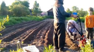 Посадка картофеля с помощью электрокультиватора