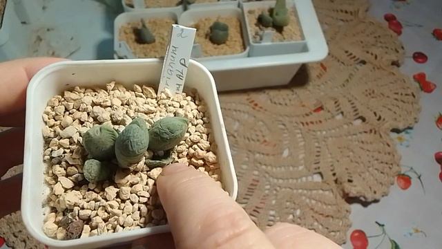 Показываю конофитумы . Часть 2. смотреть онлайн