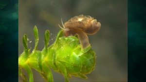 "Если бы на Земле не было животных", Окружающий мир 3 класс ч.1, с.94-96, Школа XXI век.