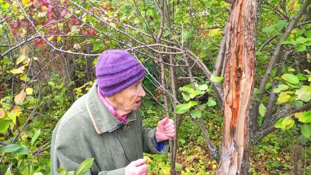 Белить или не белить яблоню смотреть онлайн