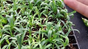 укореняем гвоздику ! уход осенью ! сразу результат в видео ! #гвоздики #рассада