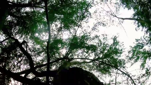 How to Film Yourself | How to shoot solo travel video | Canon 1100d Video test смотреть онлайн