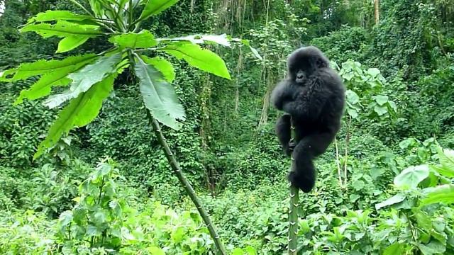 Mountain Gorillas in DR Congo смотреть онлайн
