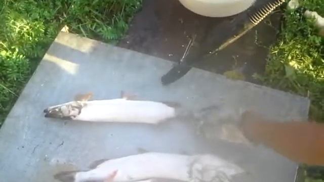 чистка щуки керхером смотреть онлайн