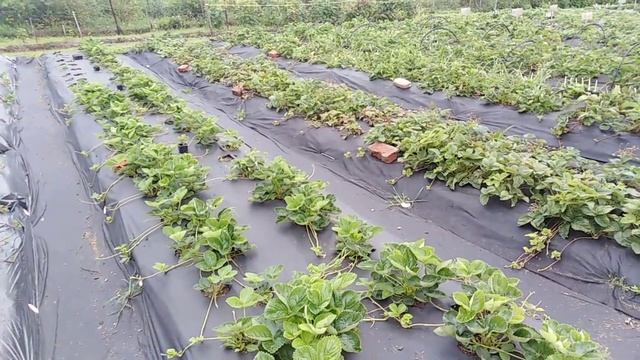 #КЛУБНИКА. Самые вкусные сорта 2019 г, выбранные мной для дальнейшего размножения смотреть онлайн