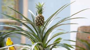 Как вырастить ананас в домашних условиях из верхушки?