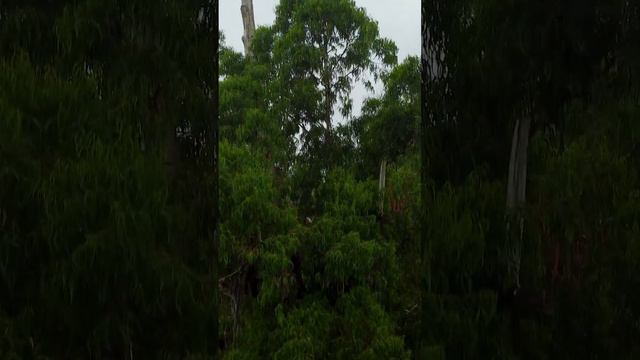 Замок князя Смецкого в Абхазии. #абхазия #апсны #черноеморе #djimini2 #история #отдыхвабхазии смотреть онлайн