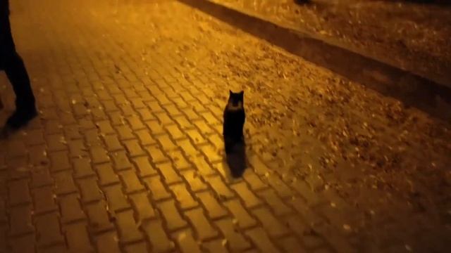 Видео с вечерней прогулки 24.10.2021 г. смотреть онлайн