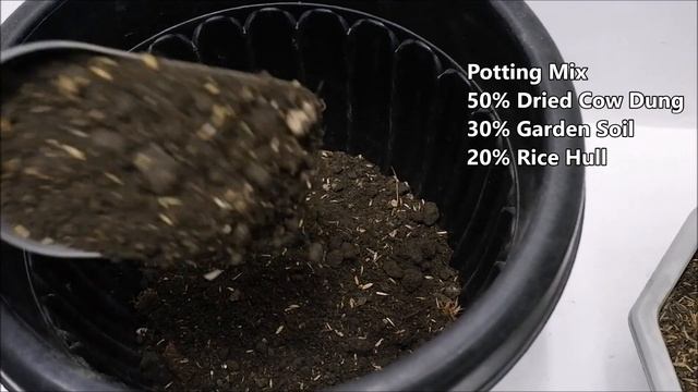 Homalomena Emerald Gem Repotting And Care + Growth Result After 210 Days