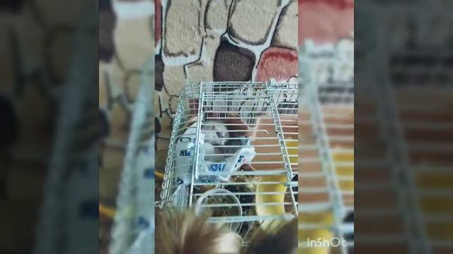 Йоркширский терьер и крысята Дамбо смотреть онлайн
