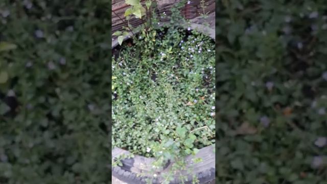 Красотка бакопа в моем саду. смотреть онлайн
