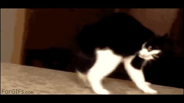 Бракованные коты смотреть онлайн