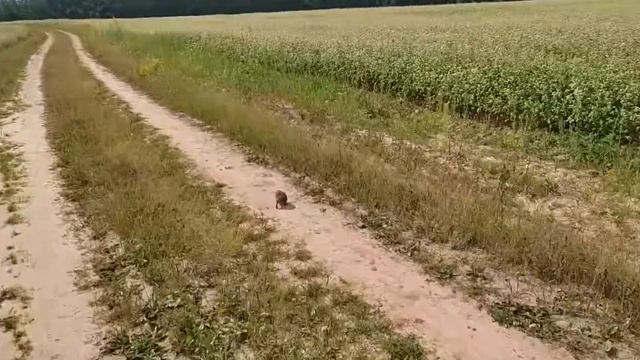 Ёжик крутится, просмотры мутятся смотреть онлайн