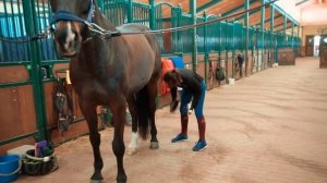 Как правильно чистить лошадь / Инструкция для начинающих