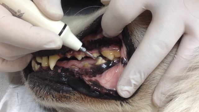 Снятие зубного камня ультразвуком в ветклинике Центра содержания животных, г.Харькова смотреть онлайн
