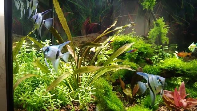 Аквариум 140л. Скалярии.Голубой Ангел.