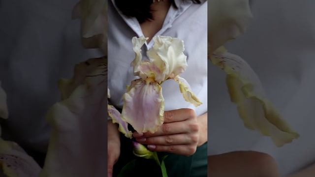 Ирисы ручной работы из флористической полимерной глины (холодный фарфор) смотреть онлайн