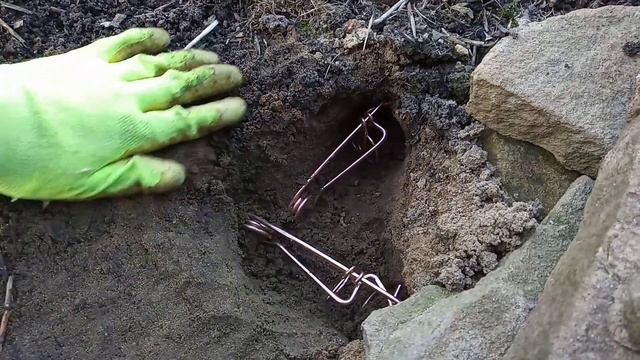 Как поймать крота кротоловкой