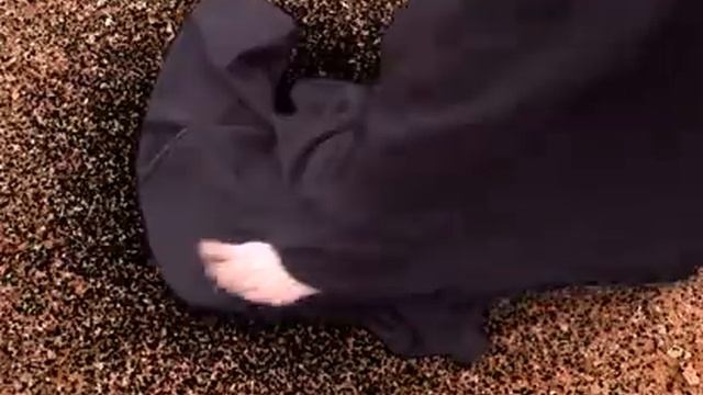 Ирбис Шанти смотреть онлайн