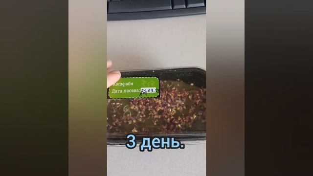 Микрозелень от начала до конца. Микрозелень КОЛЬРАБИ красная. Я есть в Дзене. смотреть онлайн