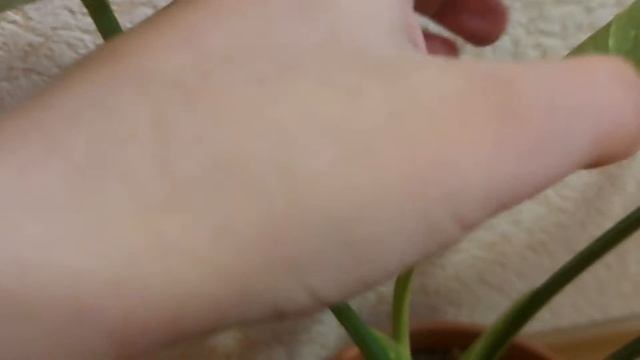 Монстера Тайское созвездие (Thai constellation) смотреть онлайн