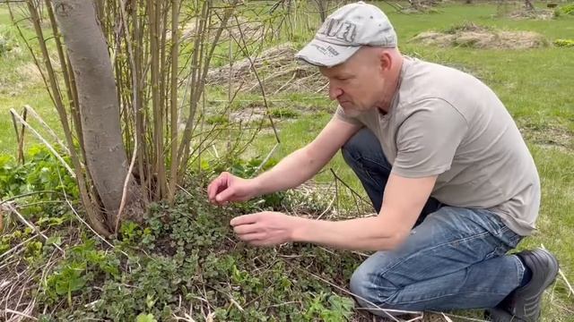 Будра Плющевидная смотреть онлайн