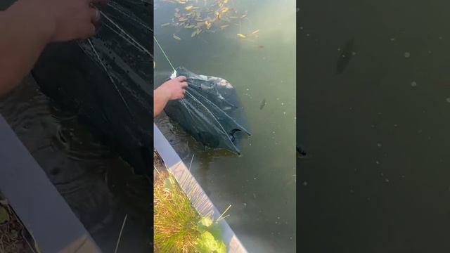Рыбалка на вершу , кто помнит? Там Линь)))) смотреть онлайн