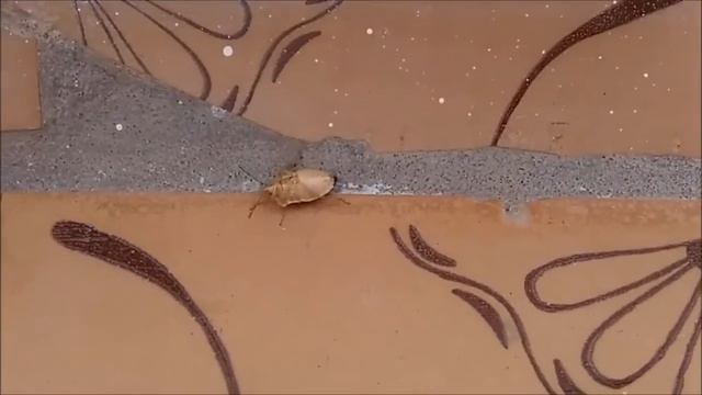 Клоповый дабстеп смотреть онлайн