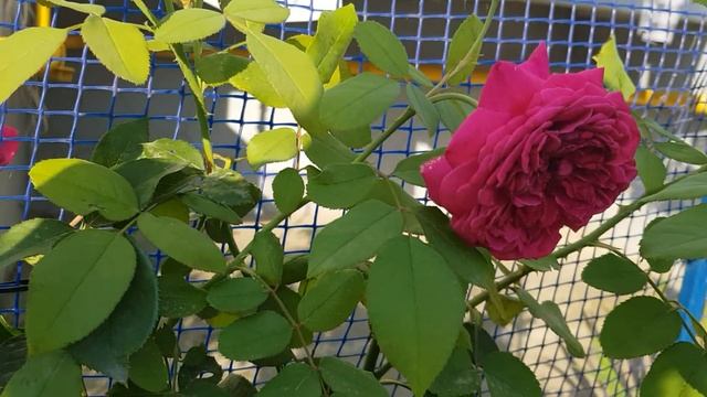 Сорт розы Вильям Шекспир(Остин)вторая волна,формирую из узкого куста-ШИРОКИЙ ШРАБ 24.07.21 год смотреть онлайн