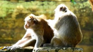 Very nice monkey grooming , they are making sweet grooming and finding lice , ASMR Grooming
