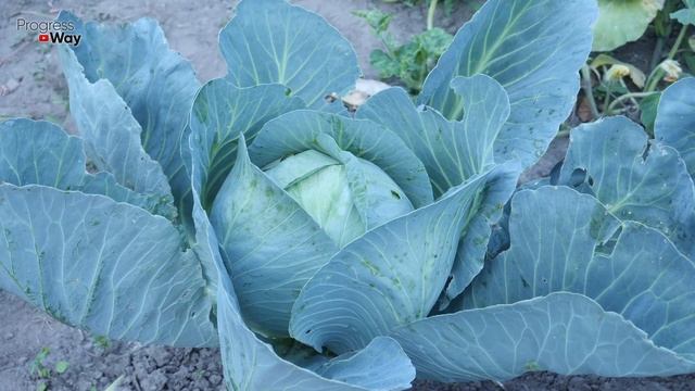 По Совету Соседки Попрыскала Капусту На Удивление Гусеницы и Слизни Пропали! Экстра Флор смотреть онлайн